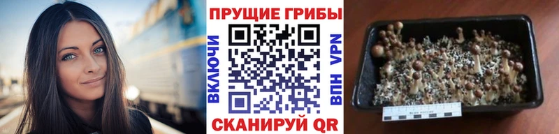 блэк спрут tor  Лосино-Петровский  Псилоцибиновые грибы Psilocybine cubensis 